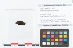 Foto (Objekt + Etikett) von Elaeis eocenica Ettingshausen (NHMW-GEO-2024-0188-9168)